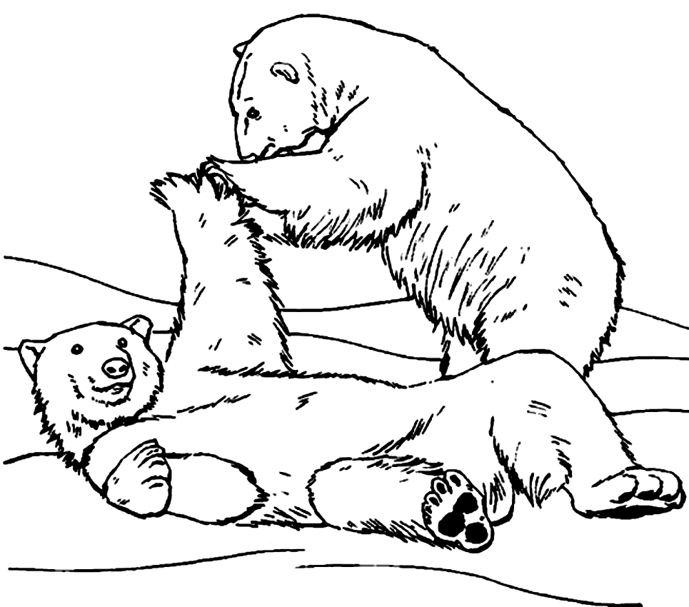 Coloriage de ours  imprimer et colorier