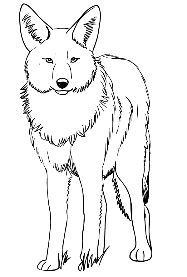 Drawing of coyote to print and coloring