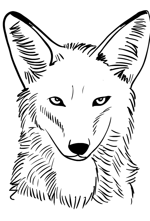 Drawing of coyote to print and coloring