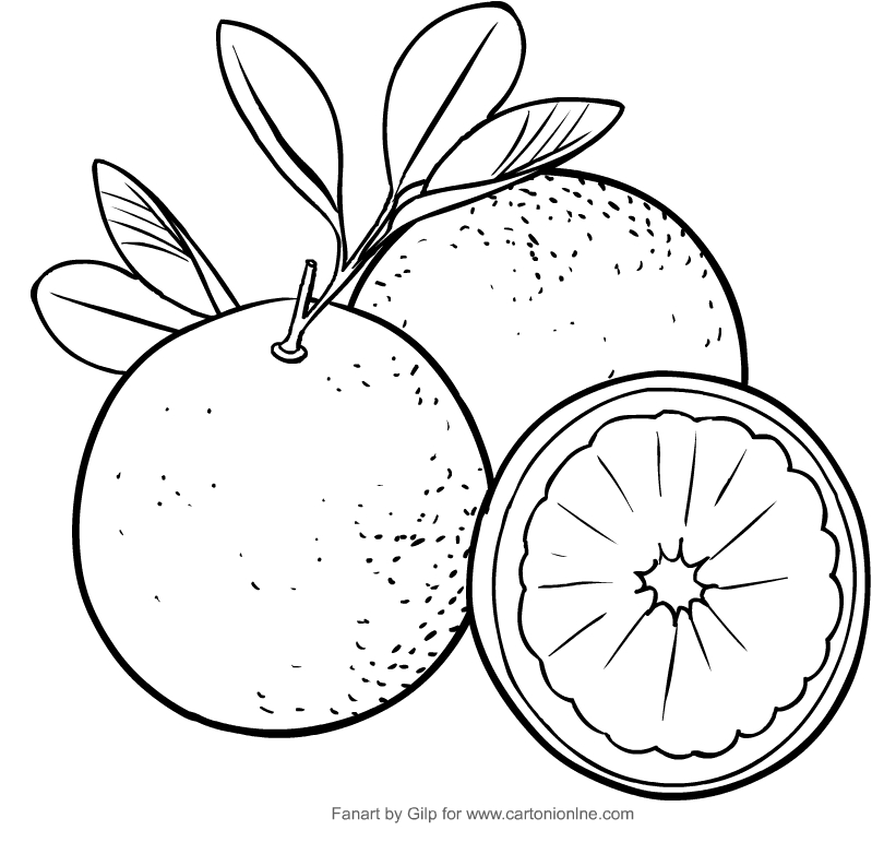 Drawing oranges coloring pages printable