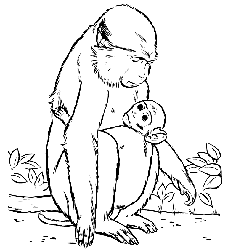 Drawing of monkeys to print and coloring