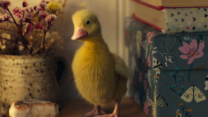 Trailer: La mandria ibrida di “Lovely Little Farm” arriva su Apple TV+
