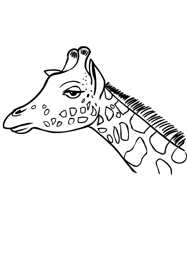 Coloriage de girafes   imprimer et colorier