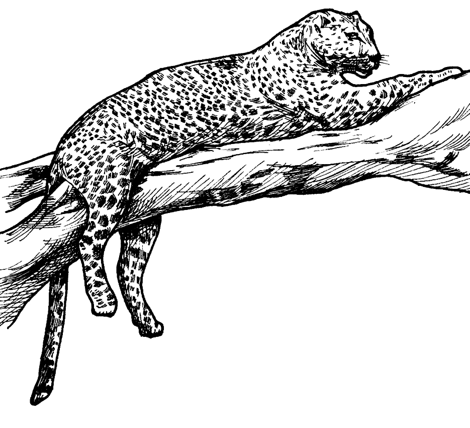 Coloriage de lopards  imprimer et colorier