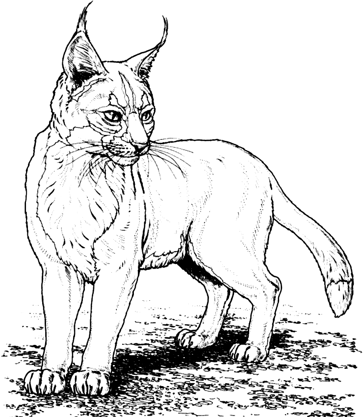 Coloriage de lynx  imprimer et colorier
