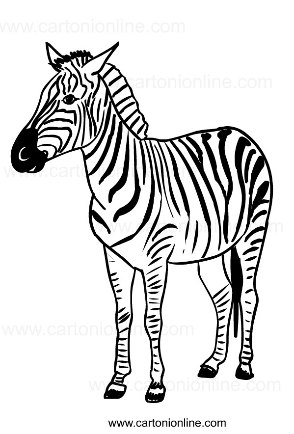 Coloriage de zebres  imprimer et colorier