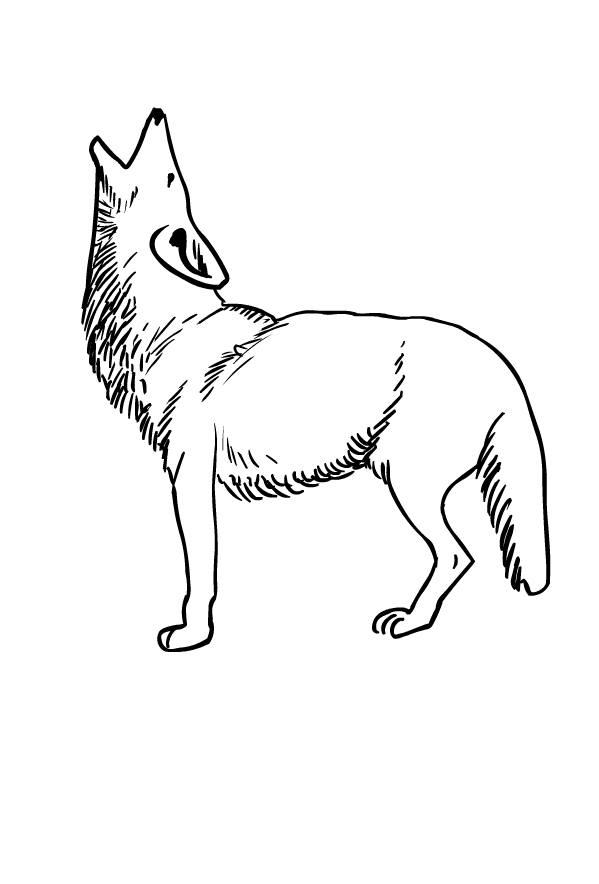Dibujo de coyote para imprimir y colorear