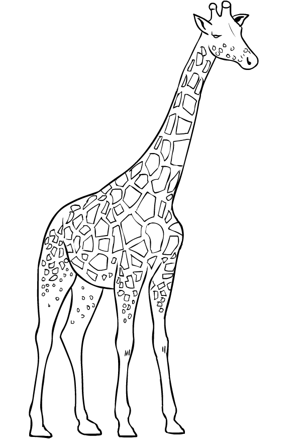 Dibujo de jirafas  para imprimir y colorear