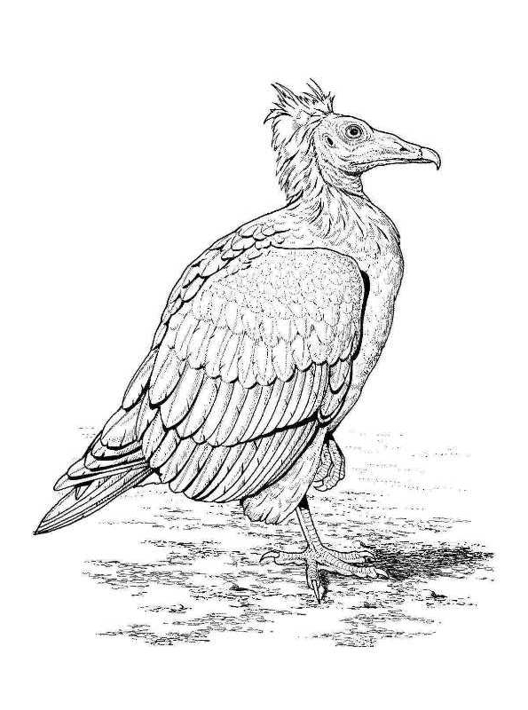 Disegno 12 di Avvoltoi da stampare e colorare