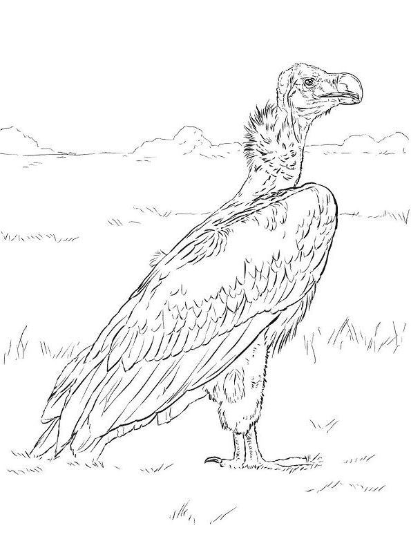 Planșă de colorat Vulturi de imprimat și de colorat - Desen 13