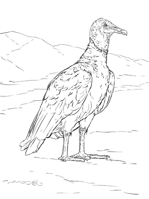Disegno 15 di Avvoltoi da stampare e colorare
