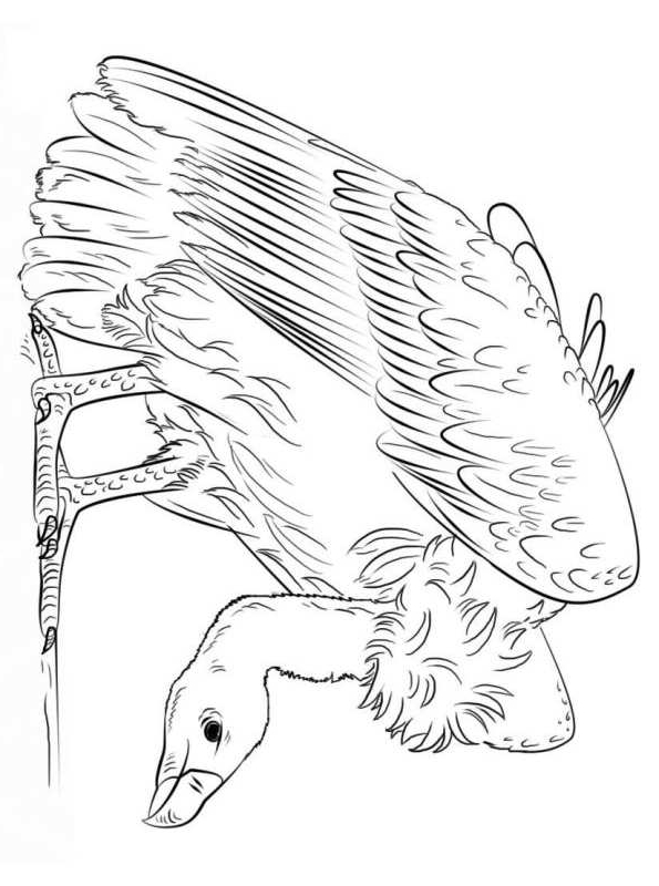 17 of Vultures coloring page to print and color