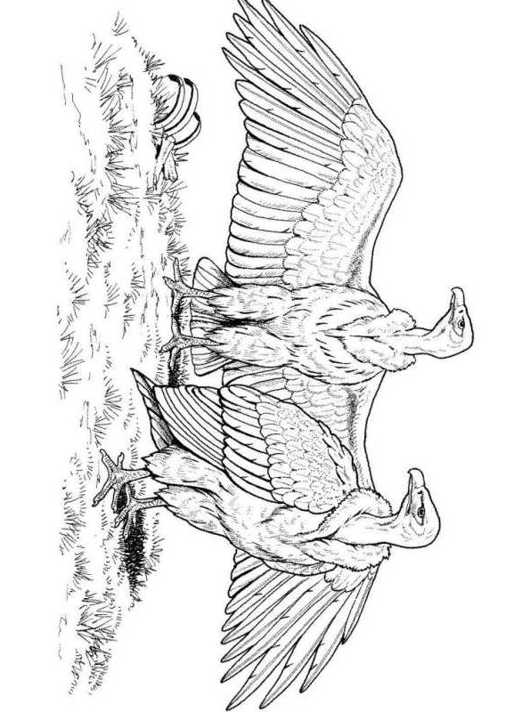 Disegno 19 di Avvoltoi da stampare e colorare