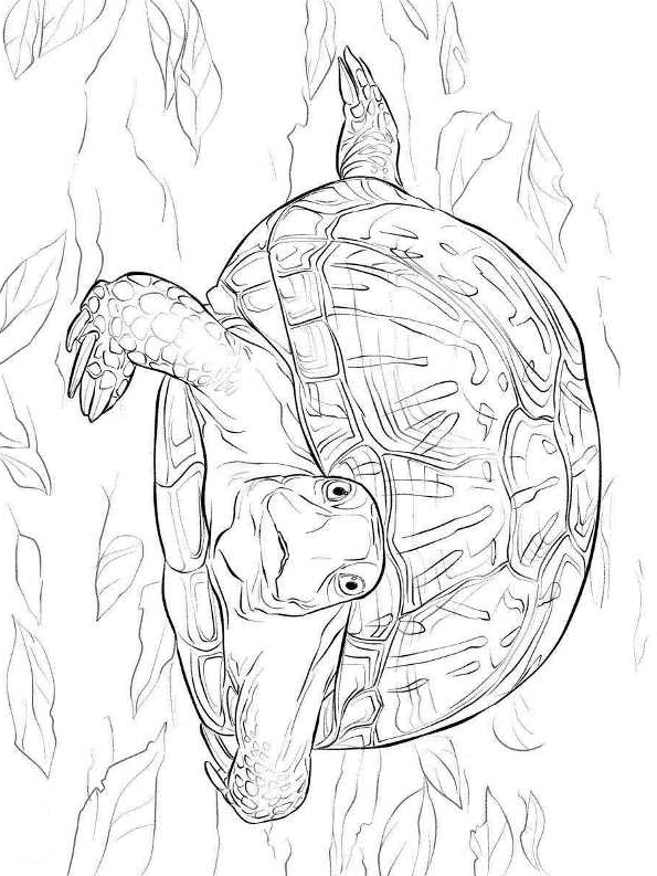 Dibujo 18 de Tortugas para imprimir y colorear