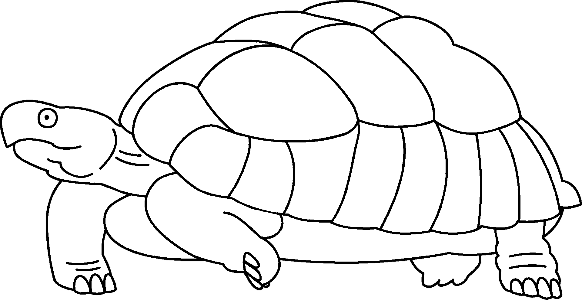 Coloriage d'une tortue