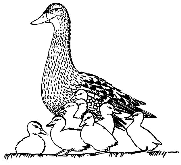Drawing 7 from Ducks coloring page to print and coloring