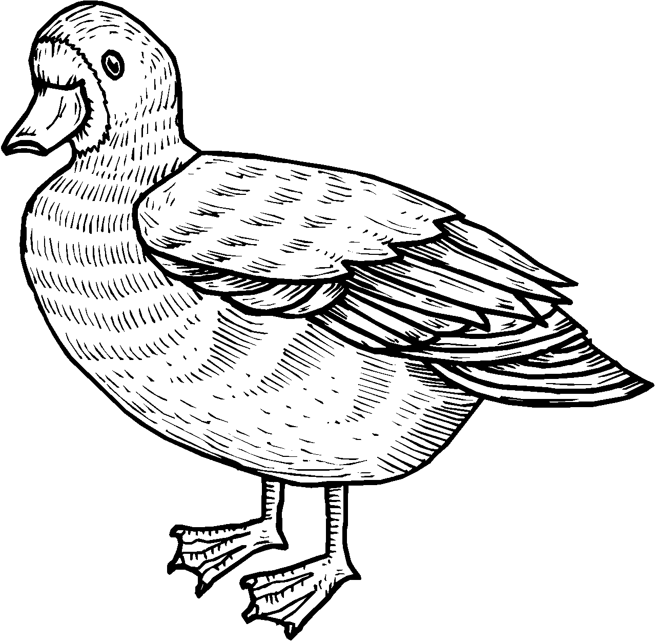 Coloriage de canard de style dessin animé