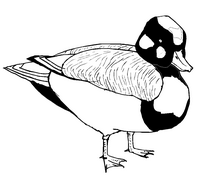 Cartoon style duck coloring page