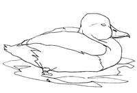 Cartoon style duck coloring page
