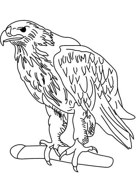Drawing 3 from Eagles coloring page to print and coloring
