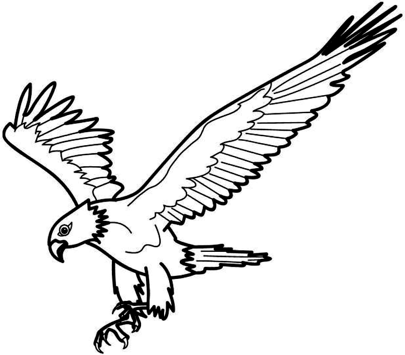 Dibujo 5 de águilas para imprimir y colorear