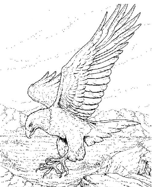 Drawing 8 from Eagles coloring page to print and coloring
