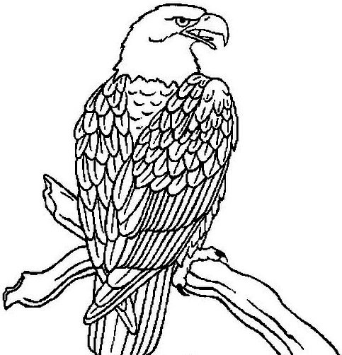 Suunnittelu 15 from Eagles vrityskuvat tulostaa ja vritt