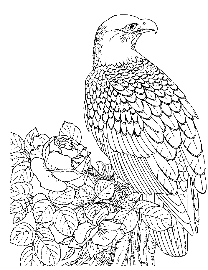 인쇄 및 색칠 독수리의 16 그림