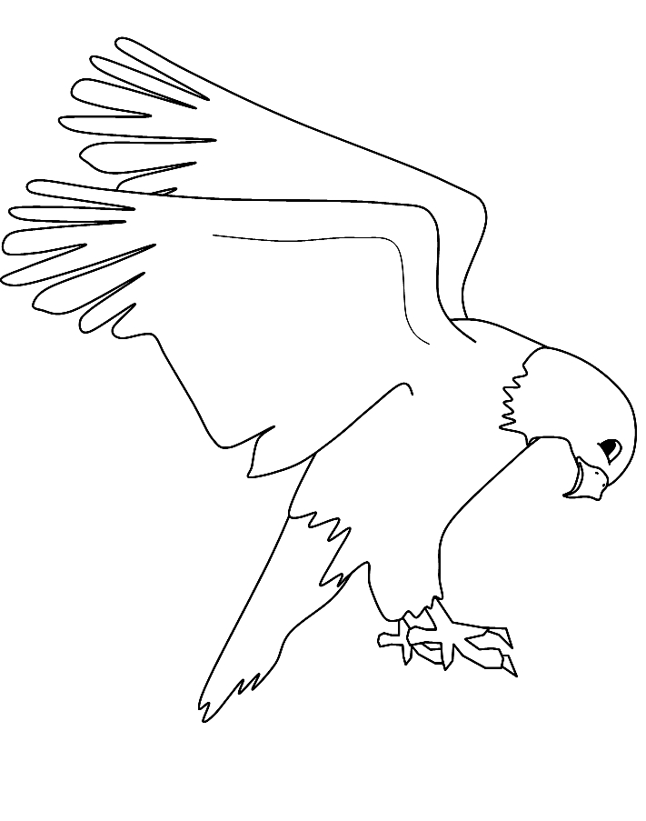 Dibujo 17 de águilas para imprimir y colorear