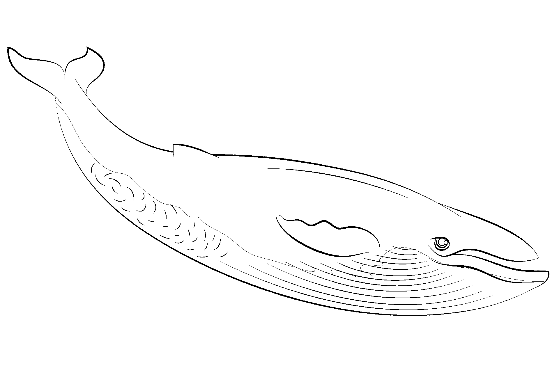 Coloring page of a blue whale