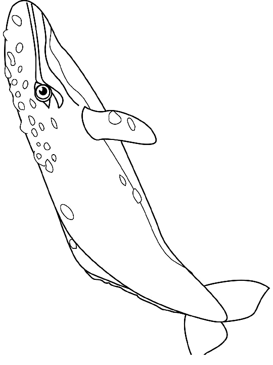 Drawing 5 from Whales coloring page to print and coloring