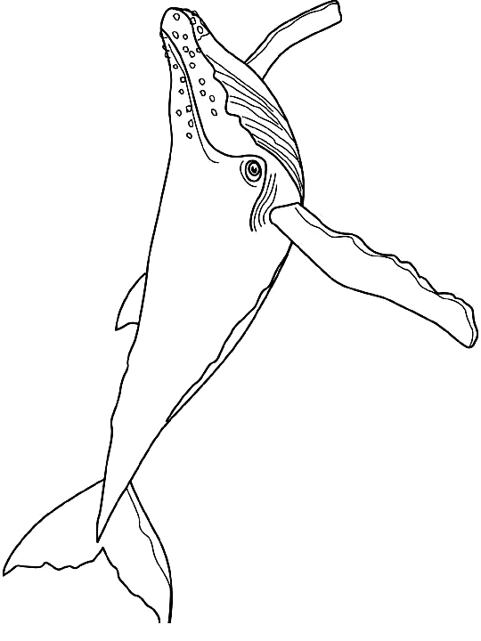Drawing 7 from Whales coloring page to print and coloring