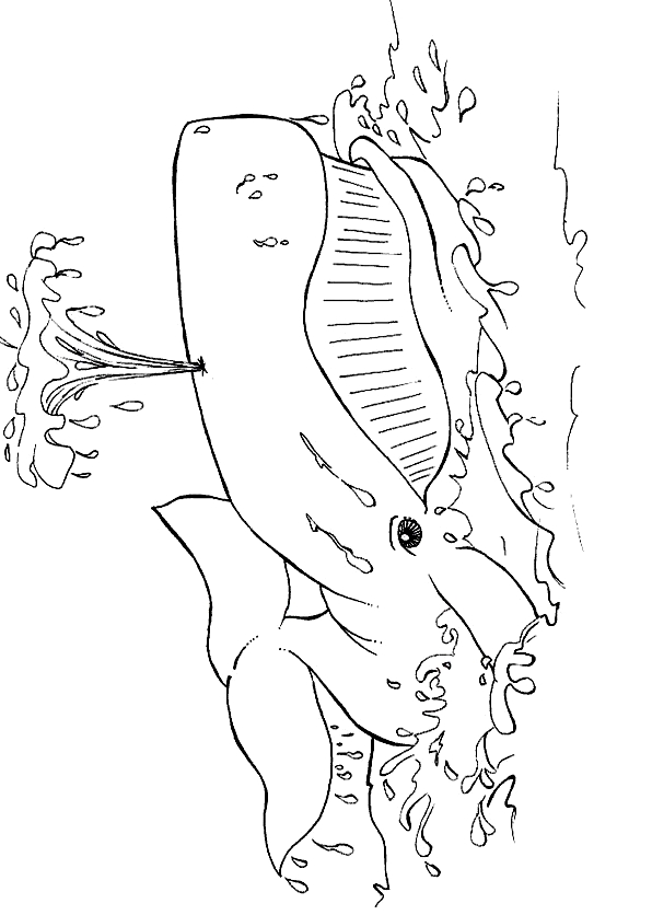 Drawing 15 from Whales coloring page to print and coloring