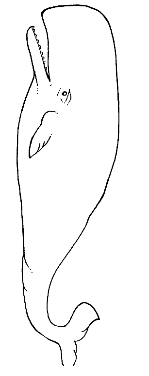 Drawing 17 from Whales coloring page to print and coloring
