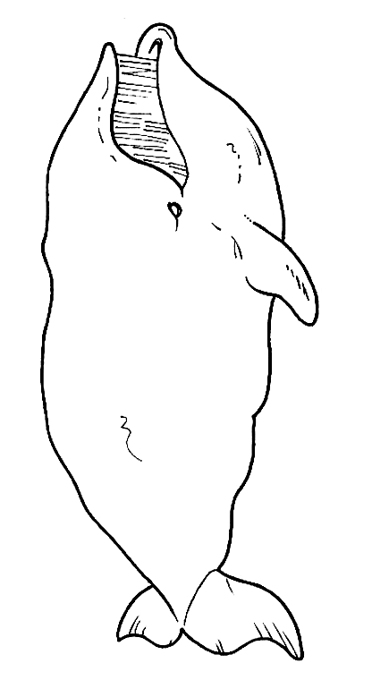 Drawing 18 from Whales coloring page to print and coloring