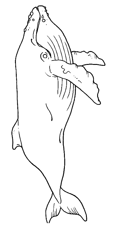 Drawing 19 from Whales coloring page to print and coloring