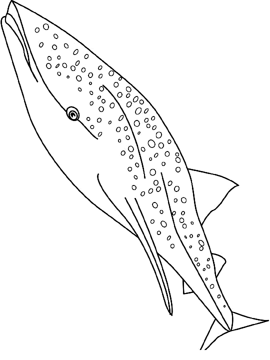 Drawing 23 from Whales coloring page to print and coloring