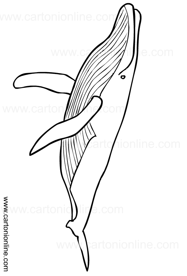 Whale drawing to print and color