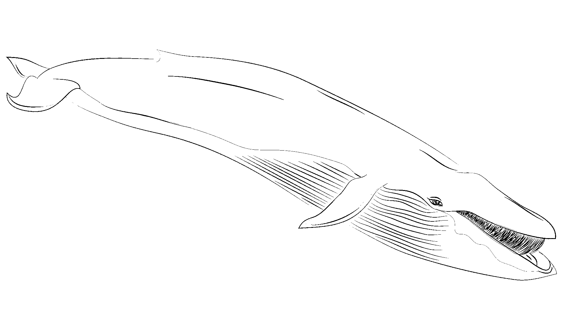 クジラのぬり絵