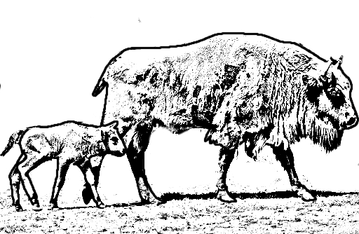 Disegno da colorare di un bufali