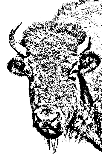 Disegno da colorare di un bufali
