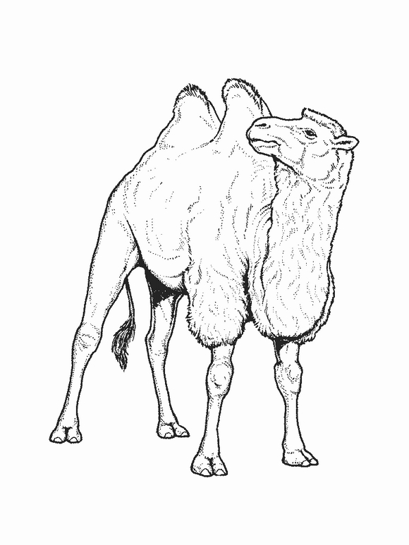 Dibujo 4 de camellos para imprimir y colorear