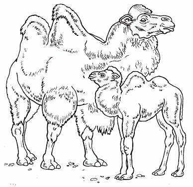 Dibujo 21 de camellos para imprimir y colorear