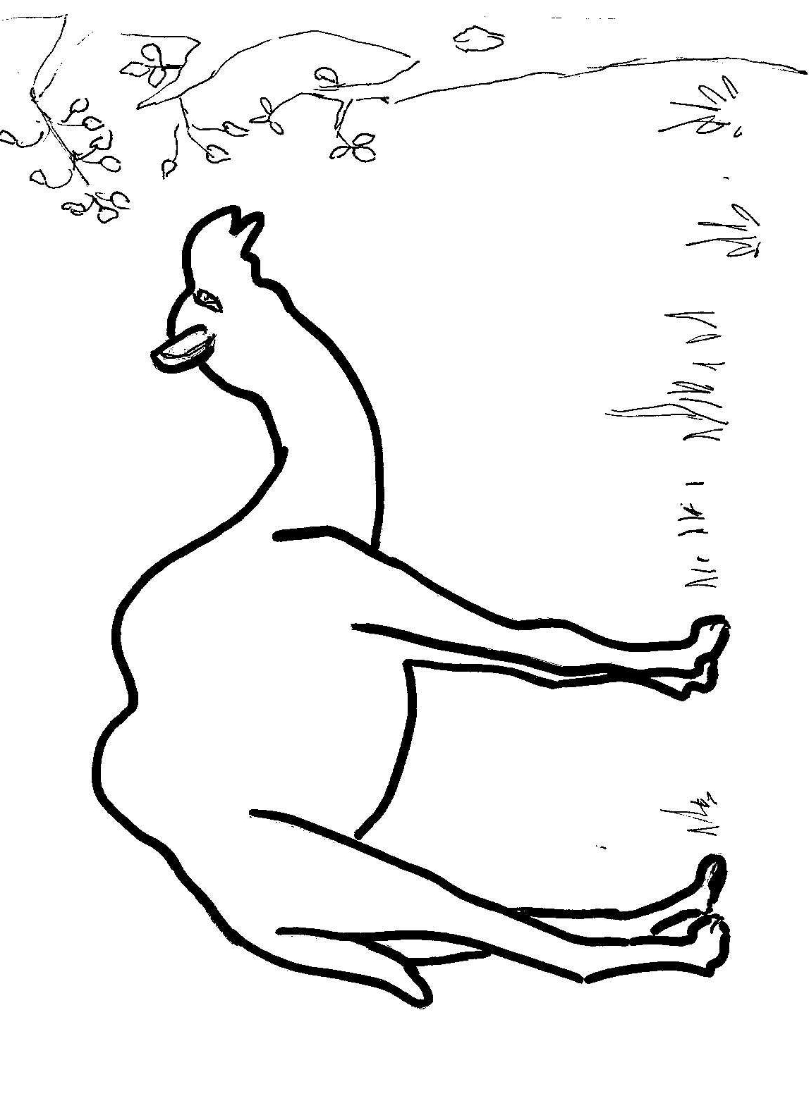Dibujo 23 de camellos para imprimir y colorear