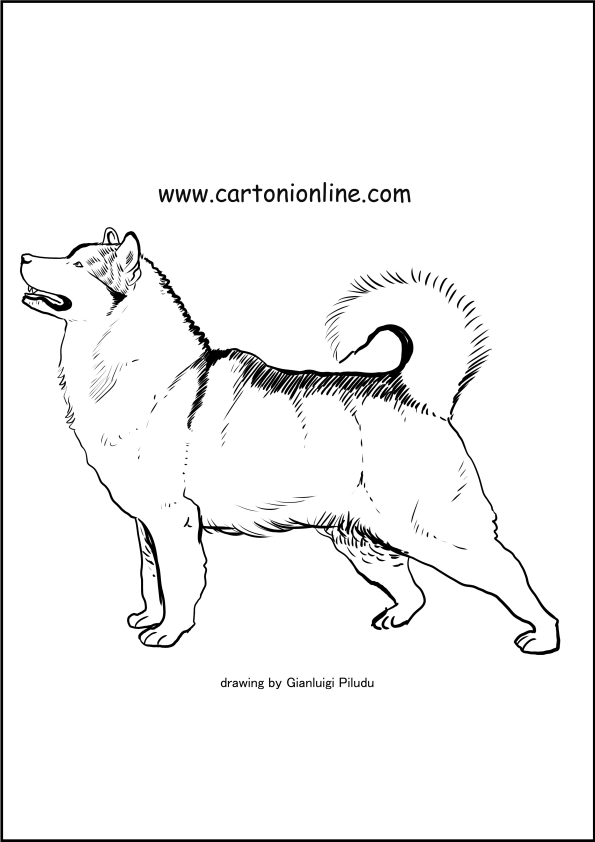 Dibujo de Alaskan Husky para imprimir y colorear