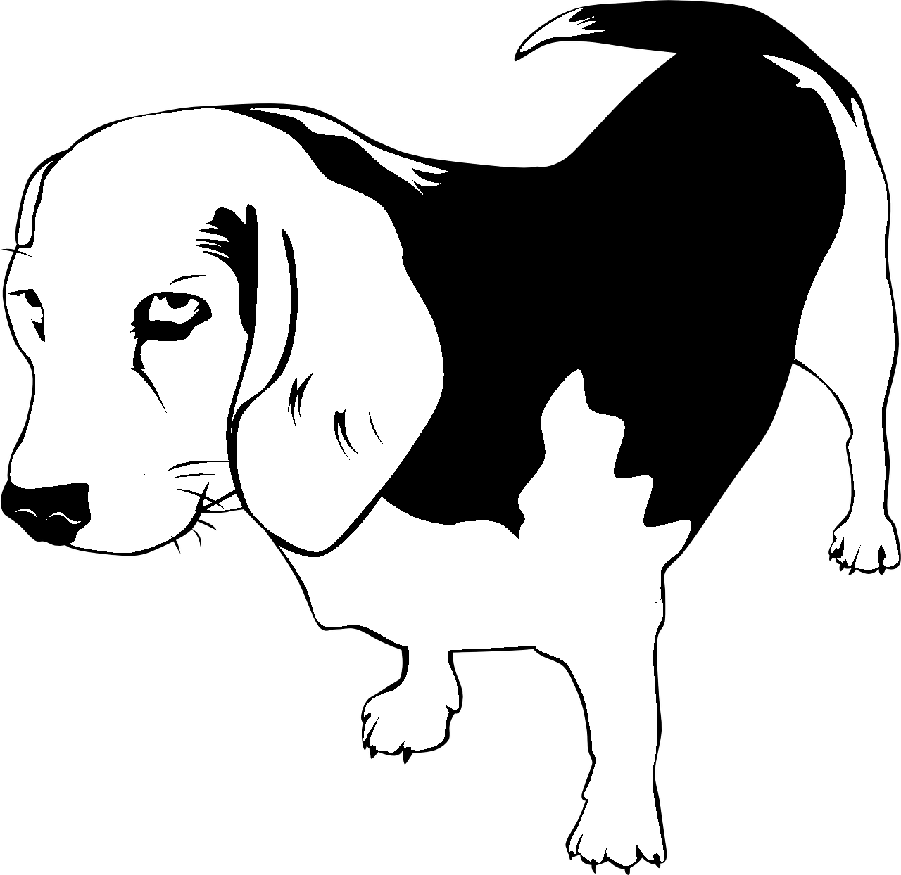 Disegno da colorare di cane Beagle