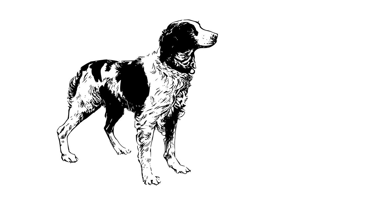 ボーダーコリー犬の絵ぬり絵