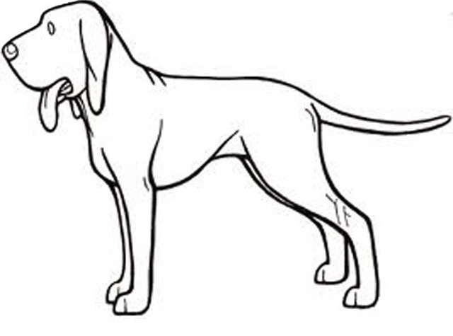 Estilo de dibujos animados de página para colorear de perro Bracco
