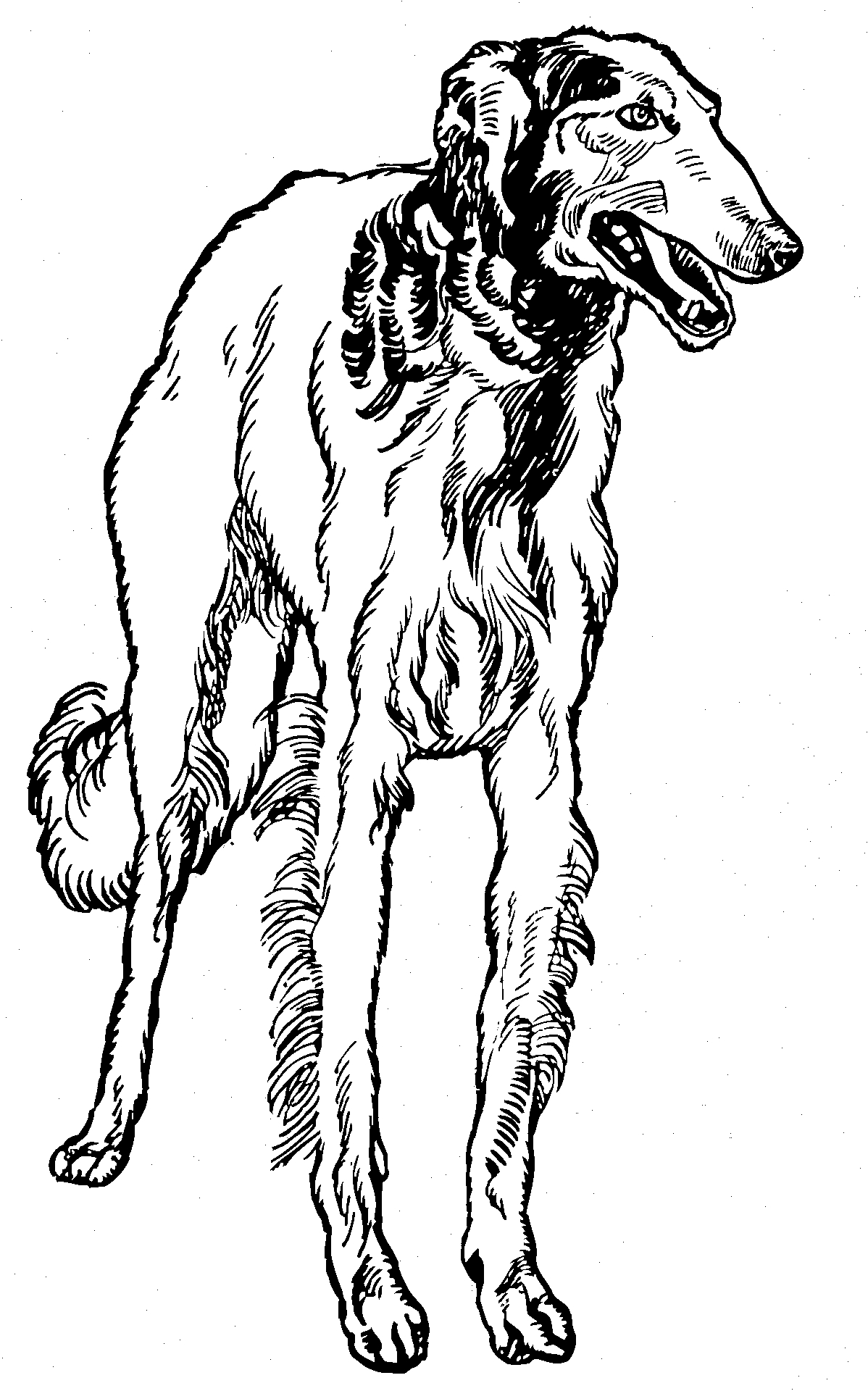 Dibujo de perro galgo para colorear