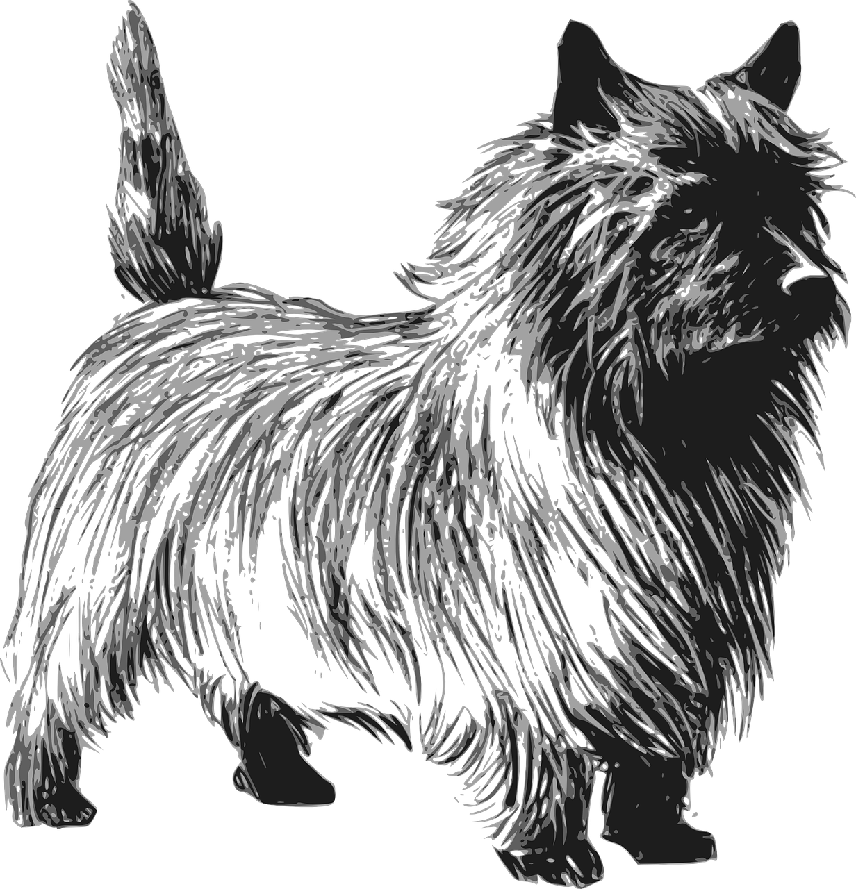 Dibujo de perro terrier para colorear